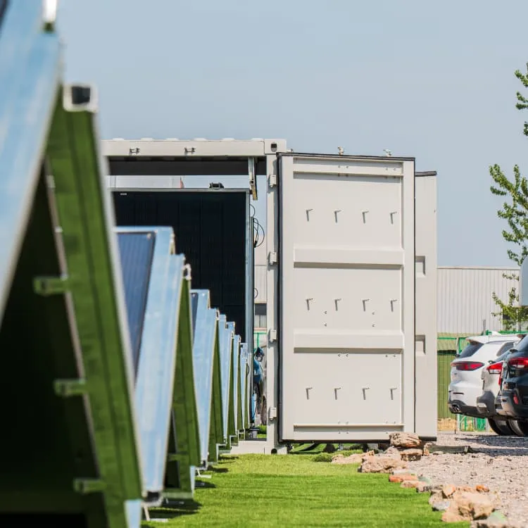 Crops under solar panels